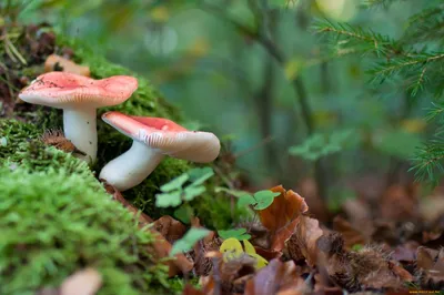 Лес грибы Маховик или синявка | Юрий Мягкий | Flickr