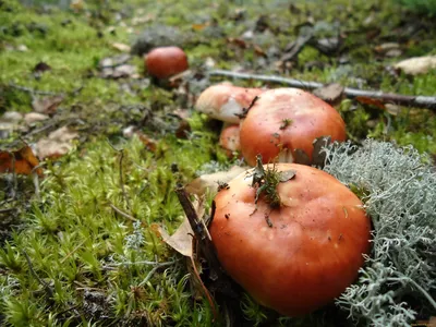 Category:Russula – Wikimedia Commons