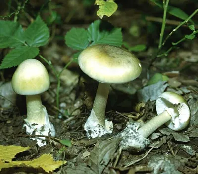 На Закарпатті збирають і споживають гриби-синяки - Карпатський об'єктив