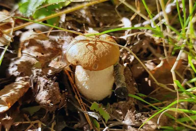 Волнушки, сыроежки и опята на пнях: какие грибы собирать в августе