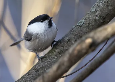 Черношапочная гаичка - Black-capped Chickadee. Photographer Etkind Elizabeth