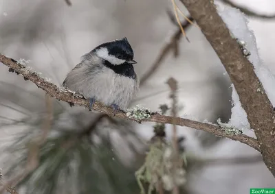 Черношапочная гаичка - Black-capped Chickadee. Photographer Etkind Elizabeth