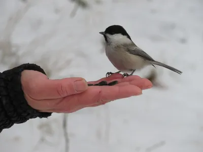 Какие синицы посещают кормушки Воронежского края