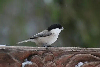 Невеличка птичка синичка🤗 #animals #animallovers #animalphotograhy #cute  #photooftheday #nature #синица #синичка #животные #bird #птица… | Instagram