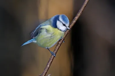 Синичка - замечательная птичка) — обсуждение в группе \"Птицы\" | Птичка.ру
