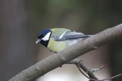 Черношапочная гаичка - Black-capped Chickadee. Photographer Etkind Elizabeth