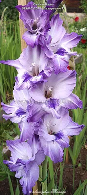 Гладиолусы голубые и фиолетовые - Гладиолусы из сада Терновой