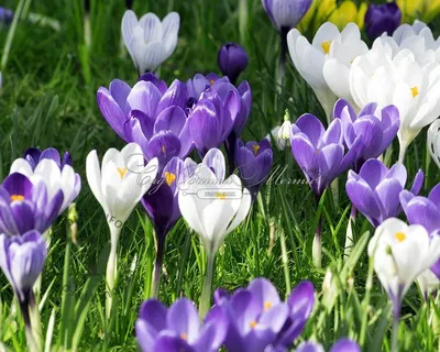Крокус Сине-белый (Crocus Blue-White) - Луковицы крокусов - купить недорого  Крокусы в Москве в интернет-магазине Сад вашей мечты
