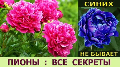 Крашеный бело-голубой пион купить с доставкой по Минску - Acuba di Flora