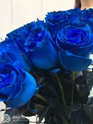 Букет 25 Синих Роз Купить в Москве Недорого с Доставкой