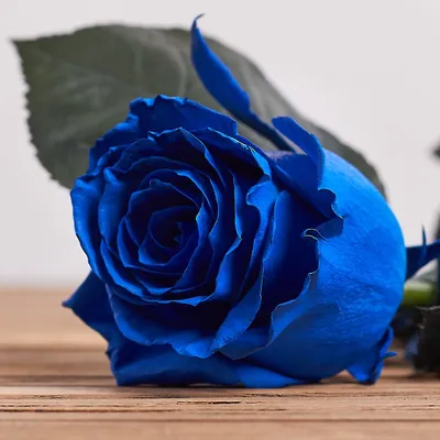 Купить Розы синие в Зеленограде за 220 руб. | Быстрая доставка цветов