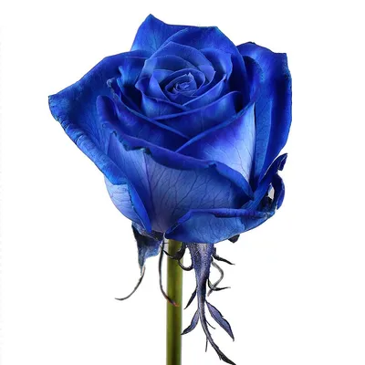 Синие розы - 65 фото | Hoa hồng xanh, Hoa hồng, Loài hoa kỳ lạ
