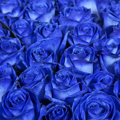 Синие розы в коробке купить по цене 8100 рублей в Хабаровске — интернет  магазин Shop Flower.