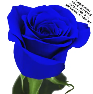 Синие розы (Заказ от 9 шт.), заказать в Киеве - «UniFlora»