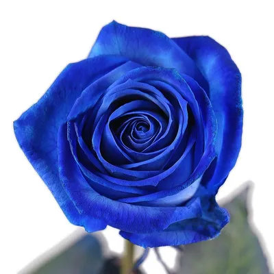 Прекрасный букет из синих роз онлайн с доставкой в Чехии