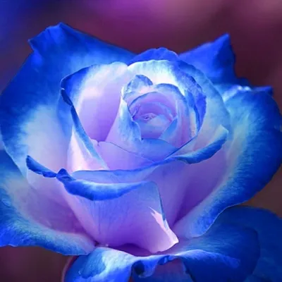 💳 Купить 33 синие розы (крашеные) за 6610 грн. в Херсоне с доставкой |  «Букет Экспресс»