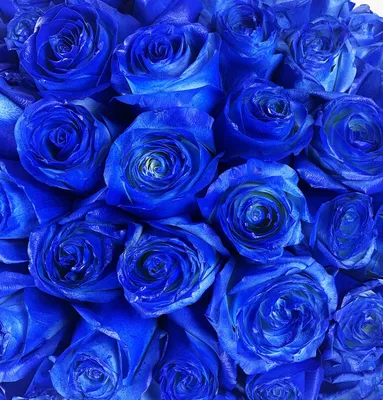 Синие розы фото фотографии
