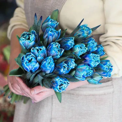 Синие тюльпаны фото
