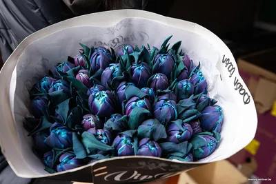 Синие тюльпаны (163) — Доставка цветов в Красноярске — Студия флористики —  Валенсия