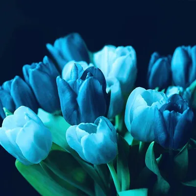 Синие тюльпаны 49шт.