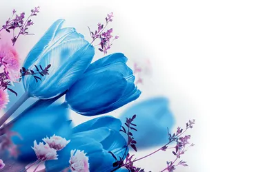 Букет из синих тюльпанов – купить с бесплатной доставкой в Москве