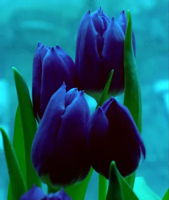Тюльпан 33 см цвет синий 1/10 (9-241 синий) - купить по оптовым ценам