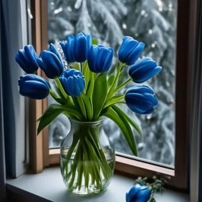 Фотографии синих тюльпан цветок белым фоном 1920x1200