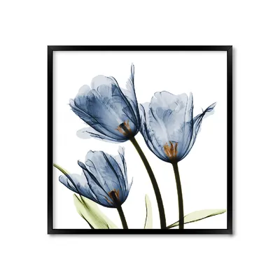 Темно-синие тюльпаны с мясистыми лепестками Ландшафт с тюльпанами Стоковое  Изображение - изображение насчитывающей померанцово, красно: 155583641