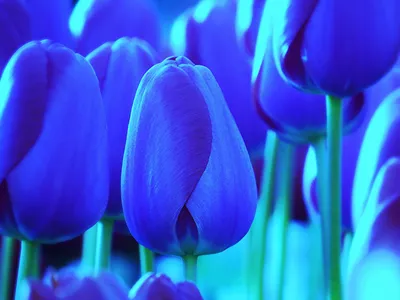 Букет 25 синих тюльпанов в крафт-бумаге купить с доставкой в СПб