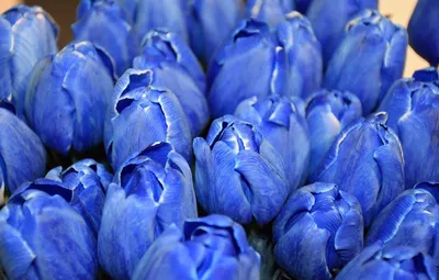 Белые тюльпаны и синие ирисы в конусе, артикул: 333013099, с доставкой в  город Москва (внутри МКАД)