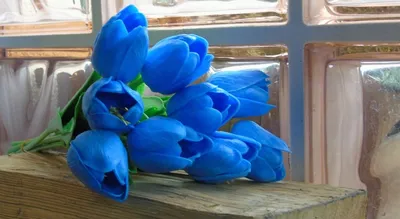 Желтые тюльпаны и синие ирисы - Cyprus Flower