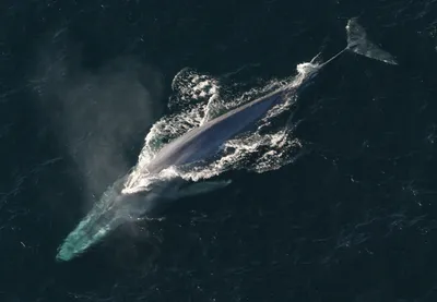Синий кит картинки фотографии