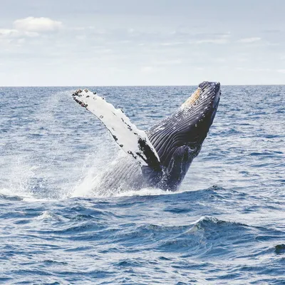 Идентифицирован самый тяжелый кит в истории Земли: Наука: Наука и техника:  Lenta.ru