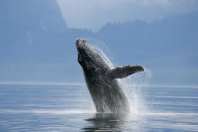 Синий кит прекрасное могучее животное…» — создано в Шедевруме