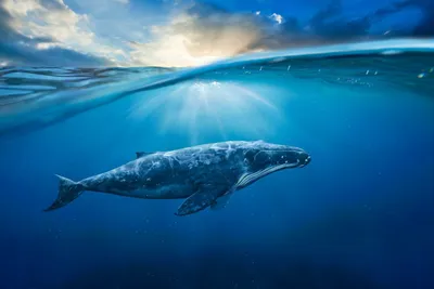 Палеонтологи нашли морское животное, которое оказалось тяжелее синего кита  - Газета.Ru | Новости