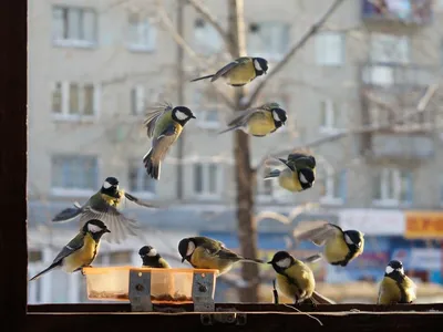 Специалист рассказал, откуда зимой в Москве появляются синицы и снегири - В  регионе - РИАМО в Мытищах