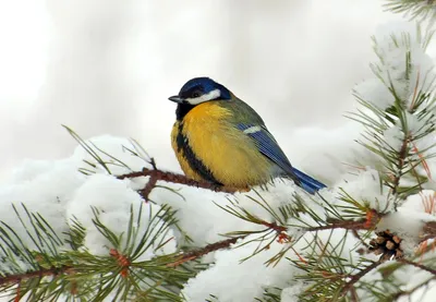 Большая синица (Parus major)