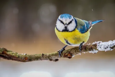 Обои синица, птица, зима, ветка, дерево, иней картинки на рабочий стол,  фото скачать бесплатно