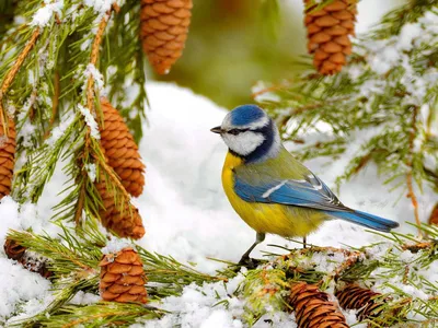 Маленькая синица птицы сидит на снежной ветви клена зимой Стоковое  Изображение - изображение насчитывающей черный, майор: 188671605
