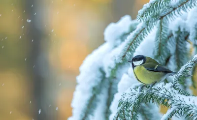 Синица с поврежденной лапой Синица, Songbird— на ветви без листьев осенью и  зимой красивой птицы большая Стоковое Фото - изображение насчитывающей  лапка, усаживаться: 199729010