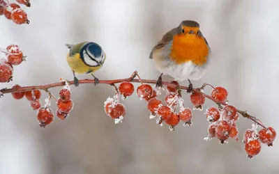Маленькая птица Синица кушает семечку на ветке зимой Stock Photo | Adobe  Stock
