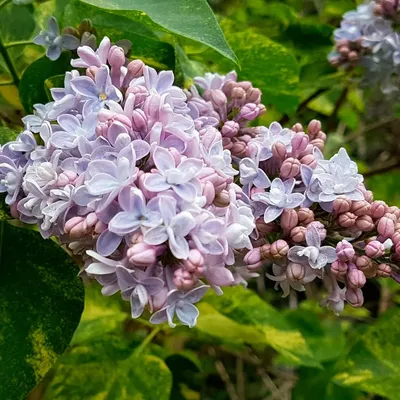 Сирень Аукубафолия - купить саженцы из питомника: фото, описание, отзывы