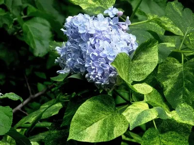 Сирень Аукубафолия (Aucubaefolia) | Питомник продажа саженцев