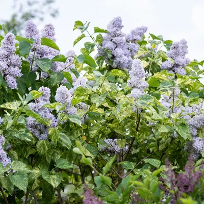 Сирень Aucubaefolia (Аукубафолия) можно купить недорого с доставкой в  питомнике Любвитский