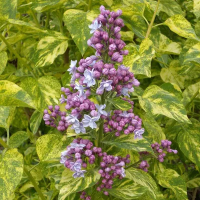Купить Сирень Aucubaefolia (Аукубафолия) в Белгороде. Купить Сирень  Aucubaefolia (Аукубафолия) в Москве | Sortoman | Интернет магазин садовых  растений
