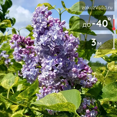 Сирень обыкновенная Аукубафолия. (Syringa vulgaris Aucubaefolia) ШТАМБ  купить в интернет-магазине ЦВІТСАД с доставкой по Украине