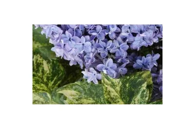 Купить Сирень Aucubaefolia (Аукубафолия) в Белгороде. Купить Сирень  Aucubaefolia (Аукубафолия) в Москве | Sortoman | Интернет магазин садовых  растений