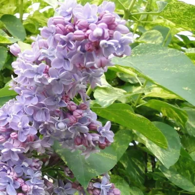 Сирень \"Аукубафолия\" / Syringa vulgaris \"Aucubafolia\" - Купить саженцы  сирени в питомнике – выгодные цены в интернет-магазине в Москве