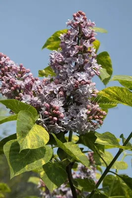 Сирень обыкновенная \"Аукубафолия\" (Syringa vulgaris \"Aucubaefolia\") -  Питомник и Садовый центр Русские Деревья