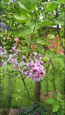 Сирень \"Аукубафолия\" / Syringa vulgaris \"Aucubafolia\" - Купить саженцы  сирени в питомнике – выгодные цены в интернет-магазине в Москве